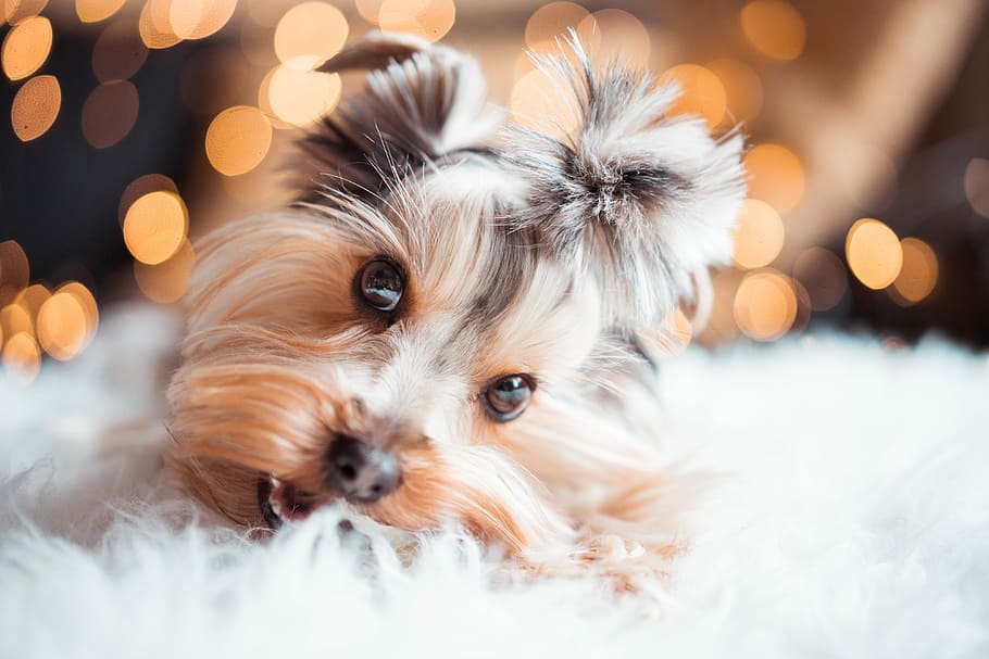 Cute Yorkshire Terrier Eating Mini Dog Snacks on Christmas, animals, HD wallpaper