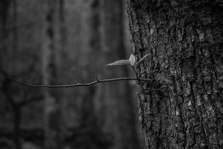 grayscale photography of tree with branch, grayscale photography of tree trunk HD wallpaper