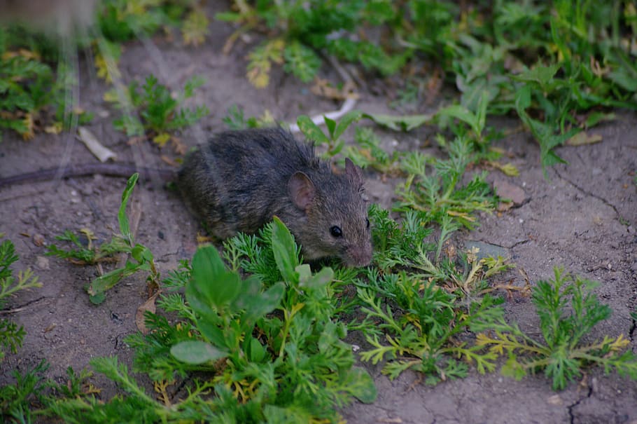 mouse, rat, grey, rodent, pest, animal, animal themes, one animal HD wallpaper