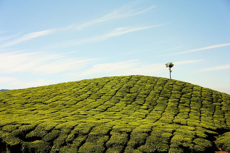 Hill Farm landscape in Munnar, India, photos, landscapes, public domain, HD wallpaper