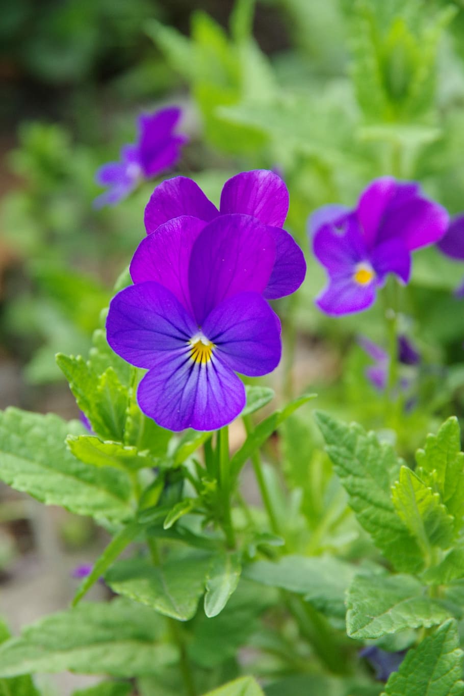 Sunflowers, Violets, Purple, plant, nature, fragility, growth HD wallpaper