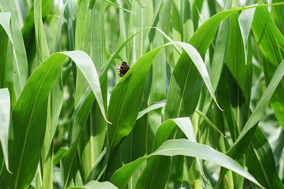 cornfield, corn cultivation, agriculture, fields, arable, bauer HD wallpaper