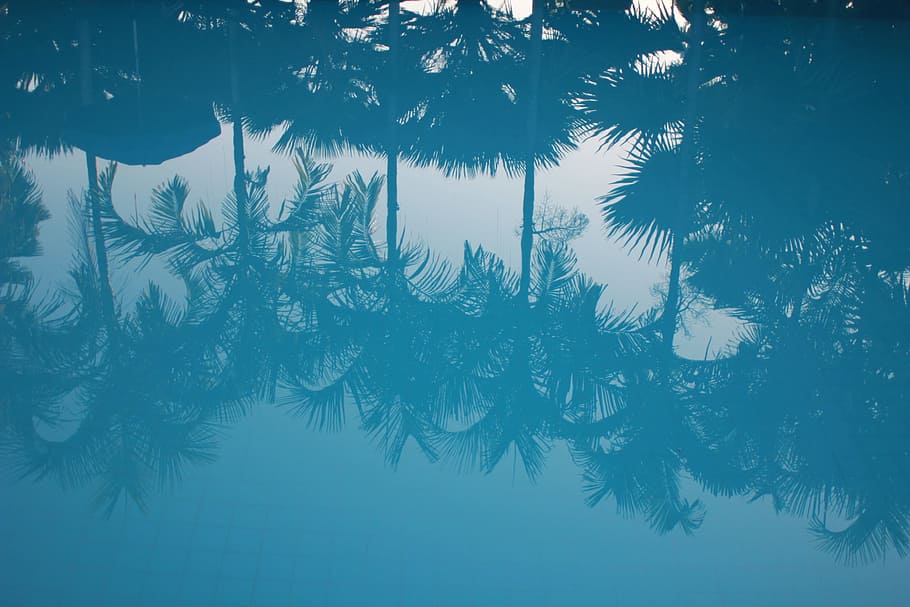 body of water, untitled, reflection, palm tree, blue water, pool HD wallpaper