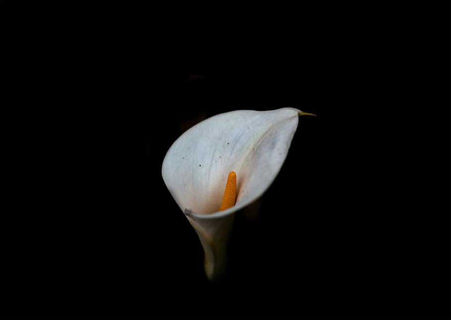 photo of Calla lily, selective focus photo of calla lily flower HD wallpaper