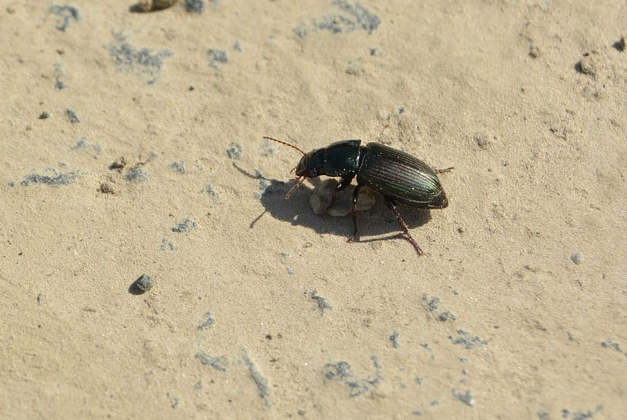 beetle, away, stone, insect, animal, animal themes, animal wildlife HD wallpaper