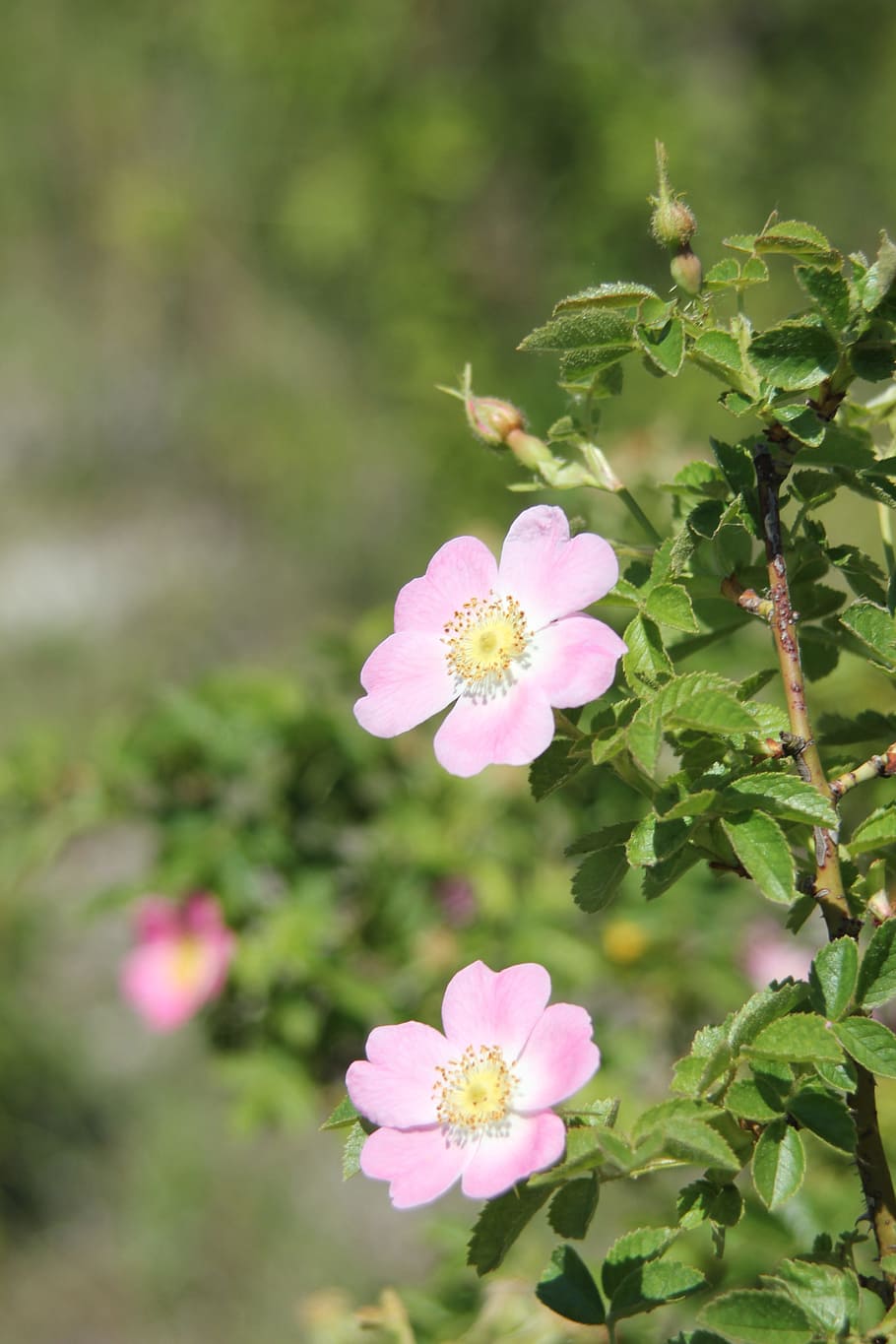 Flowers, Spring, White, Bloom, Nature, plant, close, spring blossoms HD wallpaper