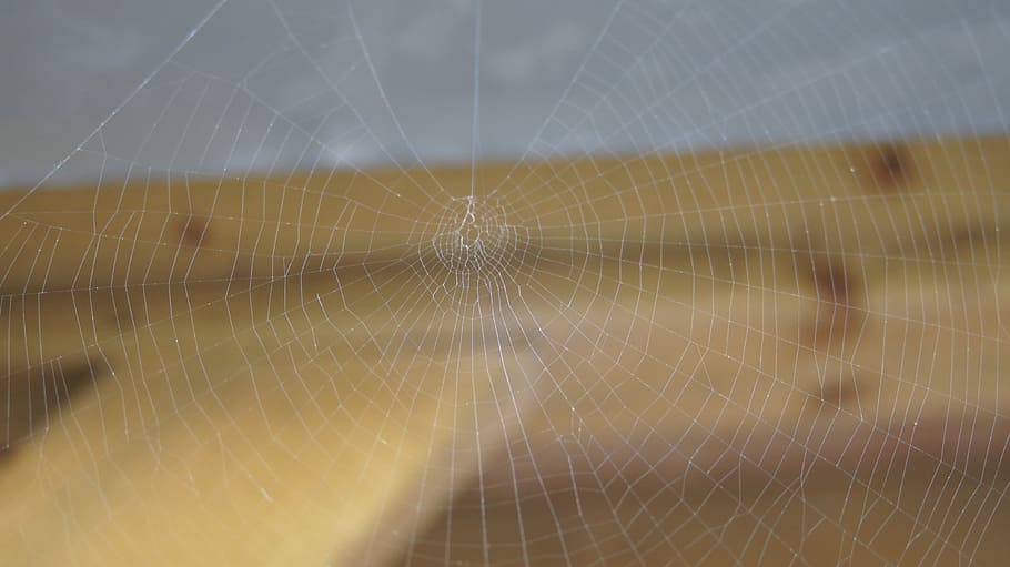 Web, Spider Web, no people, wet, nature, pattern, day, outdoors HD wallpaper