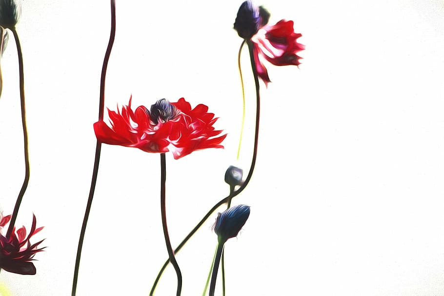 photo of red petaled flowers, image, painted, painting, red flowers HD wallpaper