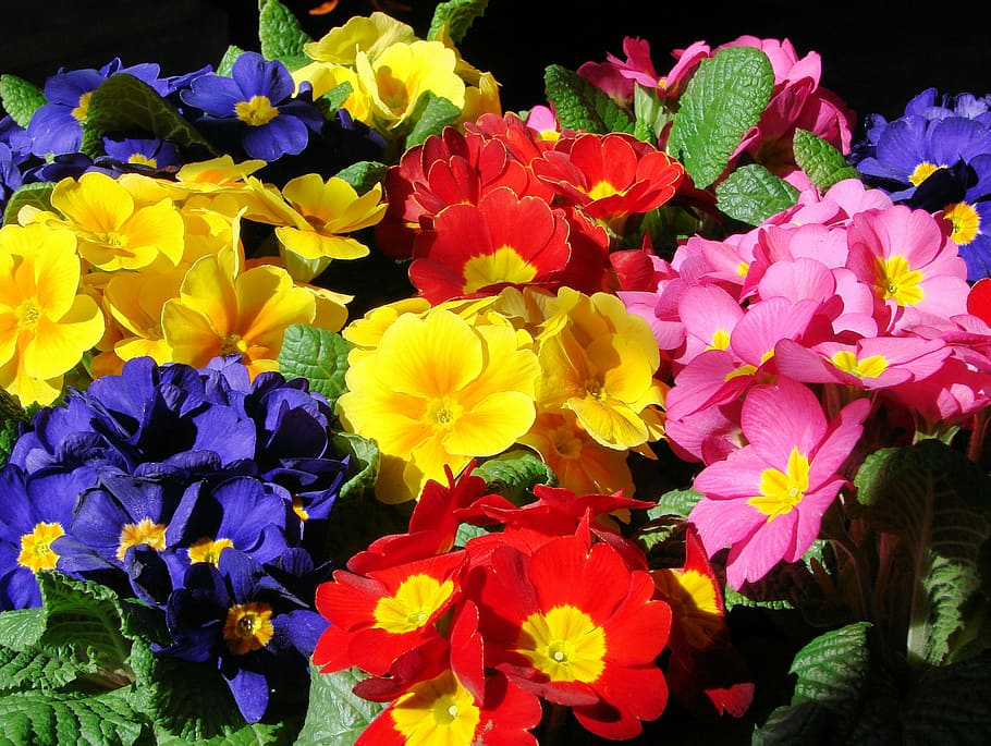primrose, spring, flower, blossom, nature, plant, bloom, petal HD wallpaper