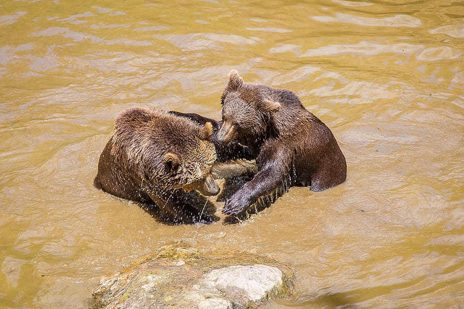 Brown Bear, National Park, bavarian forest, predator, wildlife park, HD wallpaper