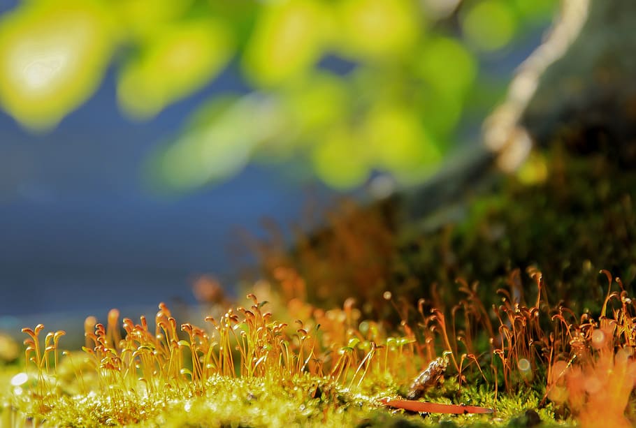 Moss, Macro, Nature, Plant, Colors, flowering moss, moss cushions HD wallpaper