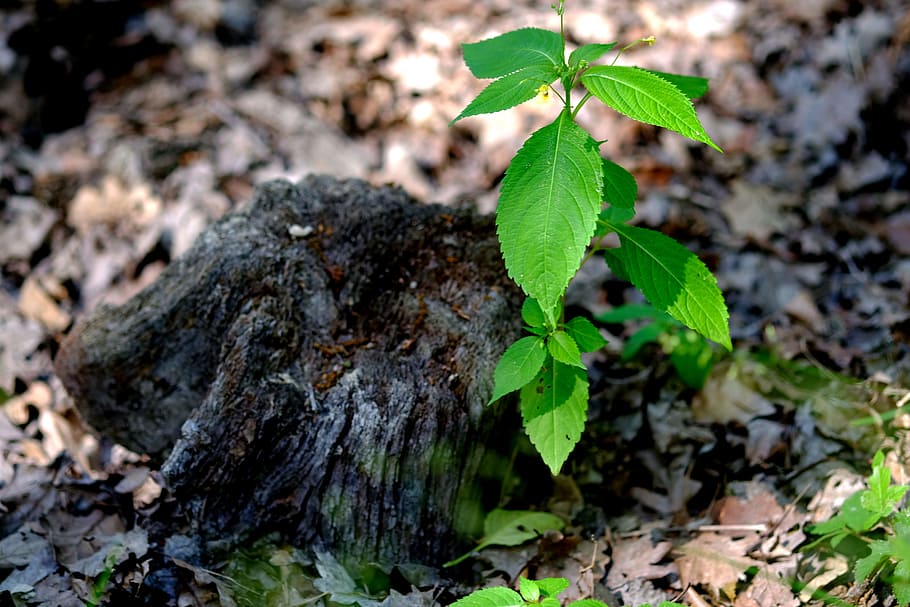 green leaf plant, Nature, Close, dead tree stump, live, forest, HD wallpaper