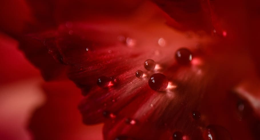 red, petal, flower, bloom, water, drops, close-up, freshness HD wallpaper