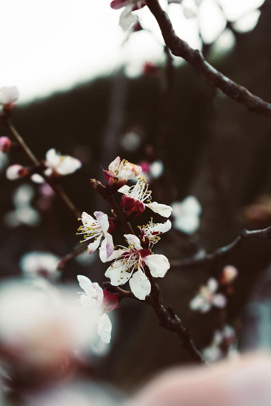focus photography of white blossoms, selective focus of white petaled flowers HD wallpaper