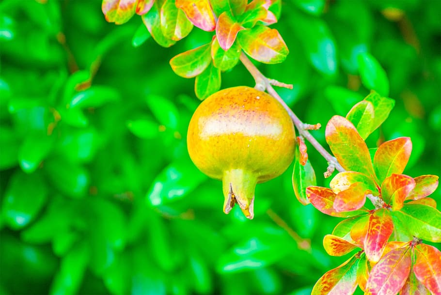 Granada, Fruit, Nature, Vegetable, Food, green color, close-up HD wallpaper