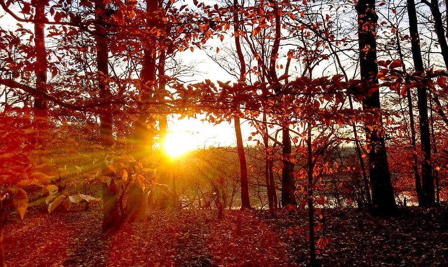 trees, sunset, fall, red, orange, autumn, nature, yellow, forest HD wallpaper