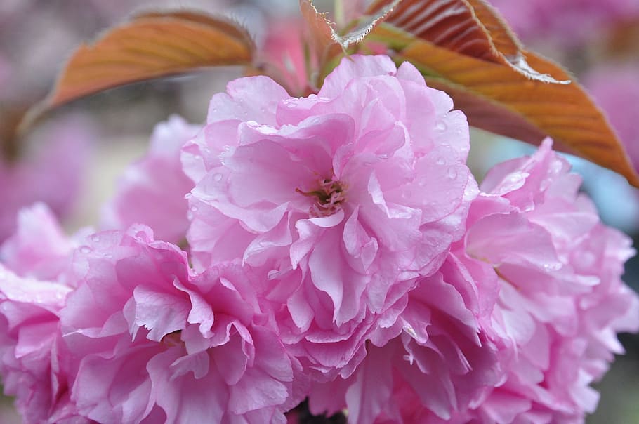 flower, cherry blossoms, pink, flowering plant, pink color HD wallpaper