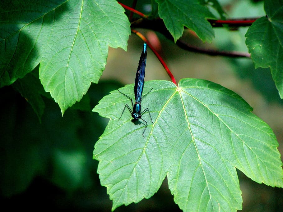 dragonfly, insect, blue, leaf, plant part, one animal, invertebrate HD wallpaper