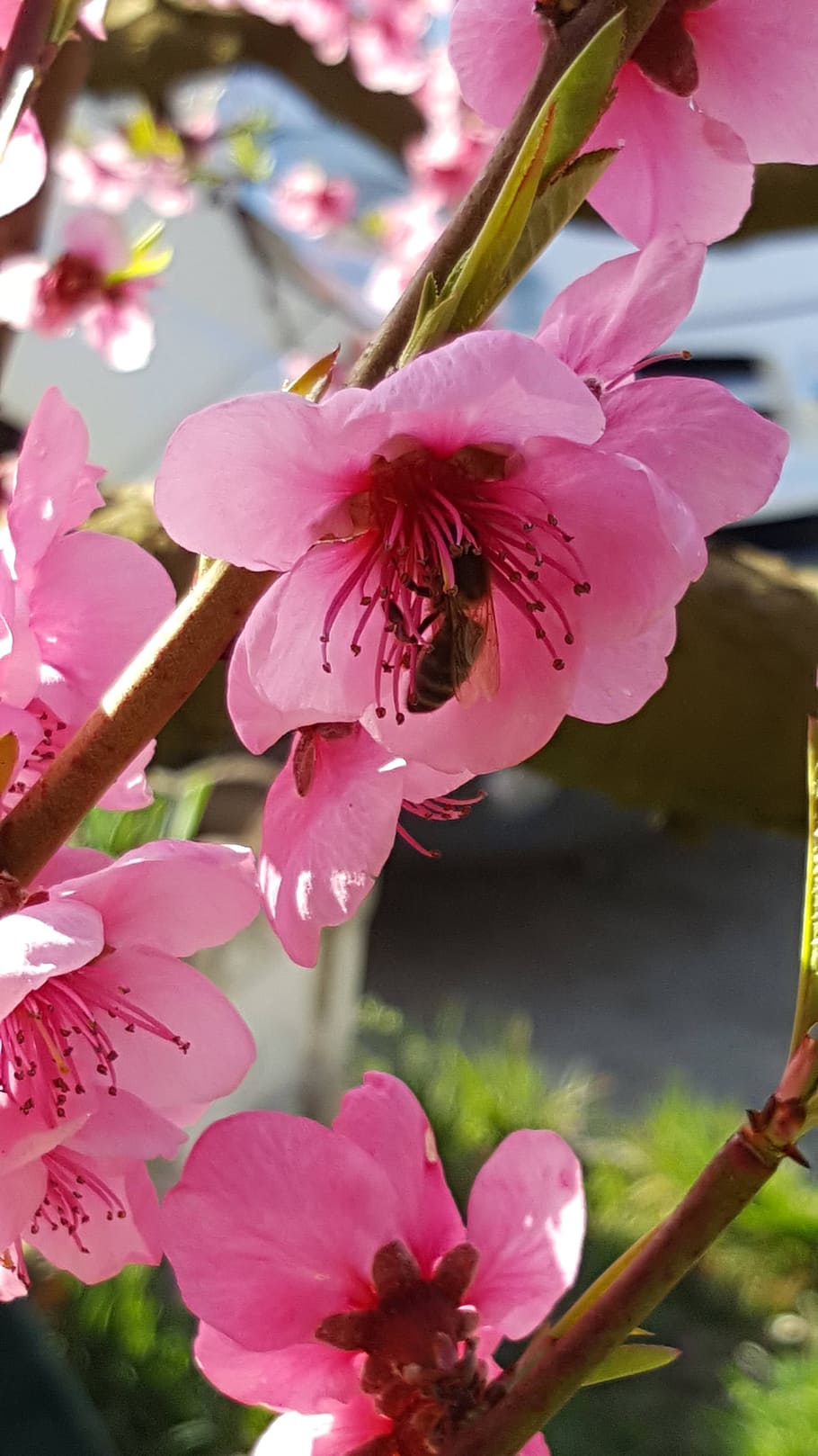 flower, nature, spring, pollen, pink, colorful flower, stamen HD wallpaper