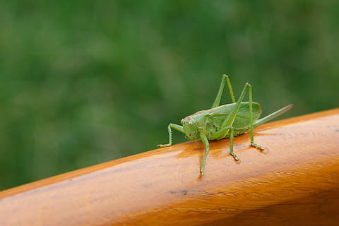 animal, bug, cricket, grasshopper, green, insect, jumper, katydid HD wallpaper