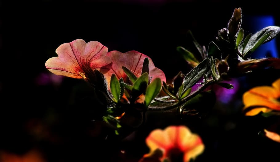 selective focus photography of pink petaled flower, flowers HD wallpaper