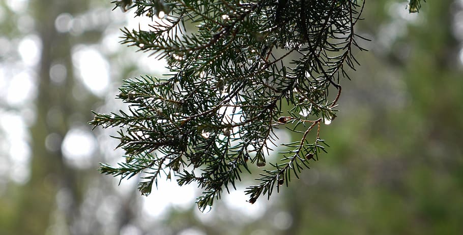 spruce, branch, tree, rain, forest, nature, mist, winter, christmas HD wallpaper