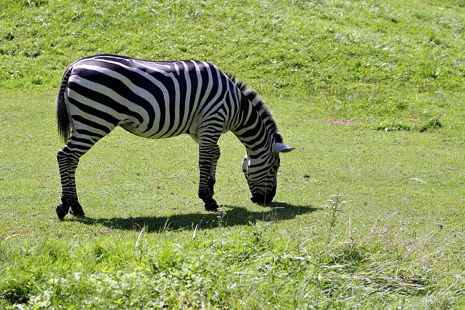 zebra, single, mammal, animal, grazing, grass, catwalk, nature, HD wallpaper