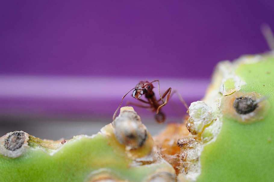 ant, macro, cactus, eat, purple, nature, animal themes, animal wildlife HD wallpaper