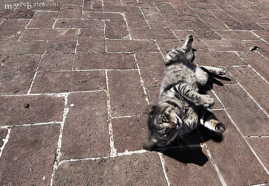cat, sun, feline, mammal, high angle view, pets, domestic, vertebrate HD wallpaper