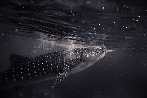 grayscale photo of whale, black floating shark, still water, underwater HD wallpaper