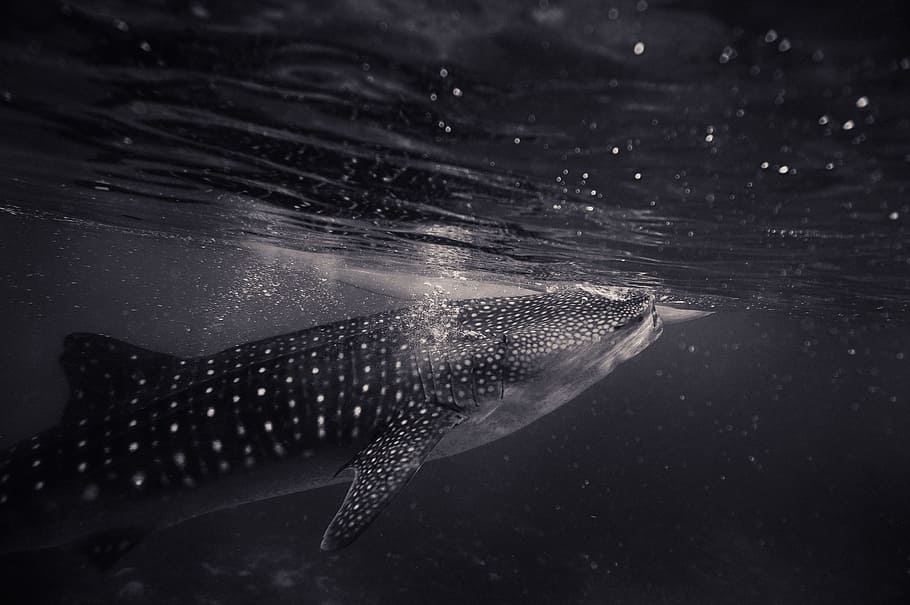 grayscale photo of whale, black floating shark, still water, underwater HD wallpaper