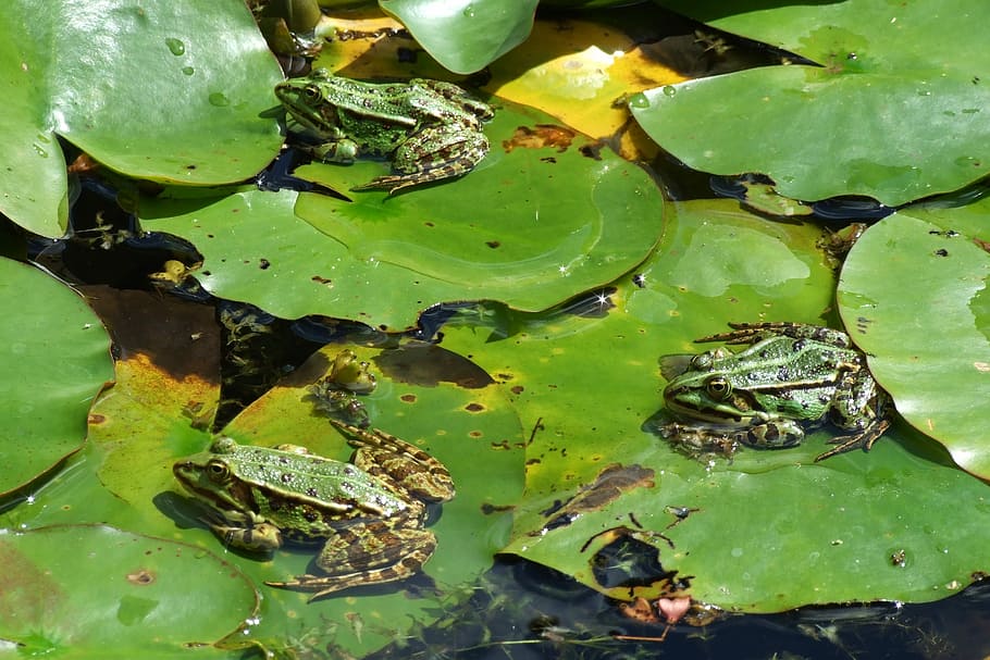 frog, pond, moor, summer, sun, puddle, leaf, aqua table, environment HD wallpaper