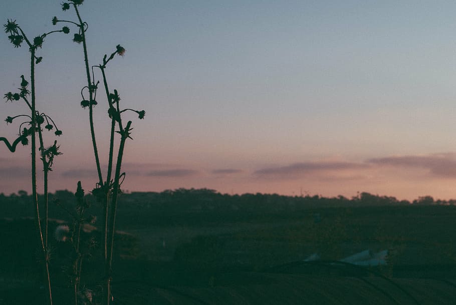 green tree, open, fields, sunset, dusk, sky, landscape, nature HD wallpaper