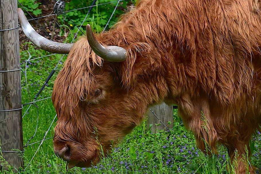 bull, angus, red, orange, horns, farm, animal, agriculture HD wallpaper