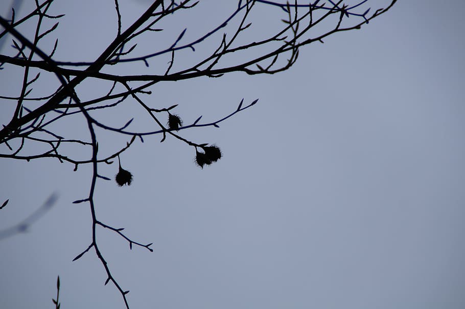 beech nuts, silhouette, branches, sky, winter, kahl, karg, lonely HD wallpaper