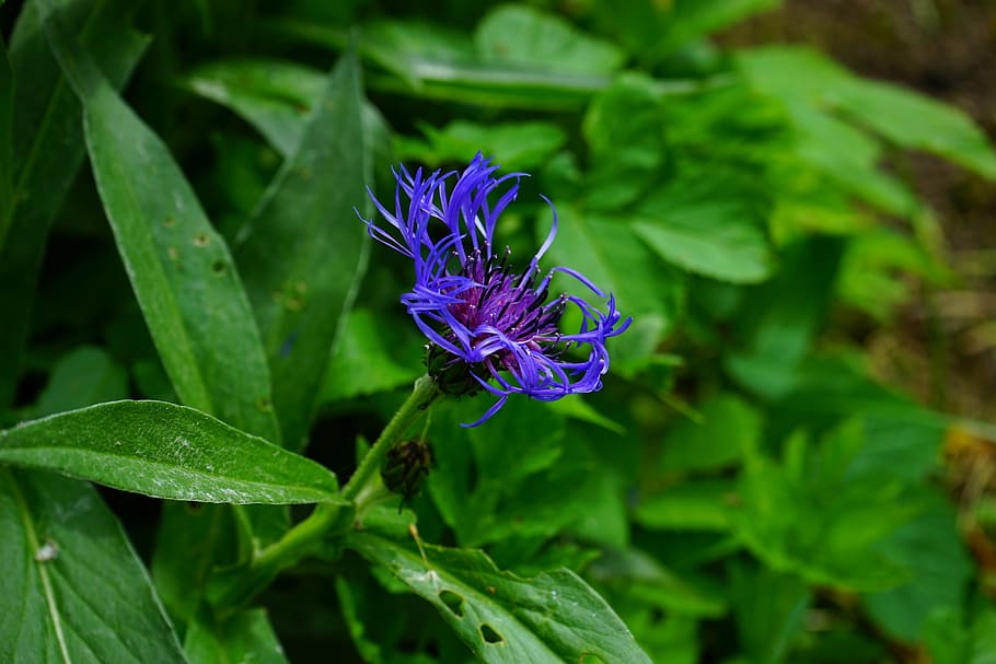 cornflower, blossom, bloom, blue, purple, violet, centaurea cyanus HD wallpaper