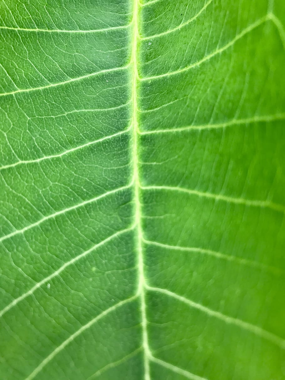 green, leaf, te, nature, plant, green leaf, color, bright, growth, HD wallpaper