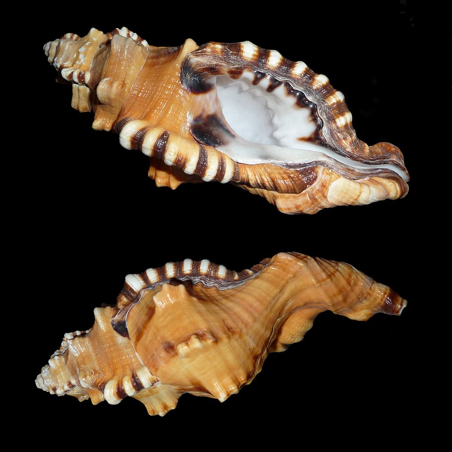 two brown shell photography, triton slugs, snail, littorinimorpha, HD wallpaper