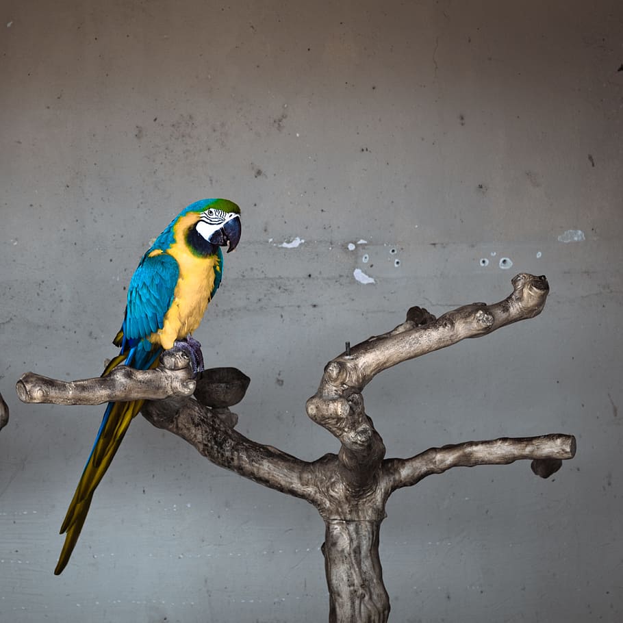 parrot, ara, bird, colorful, animal, plumage, birds, nature, HD wallpaper
