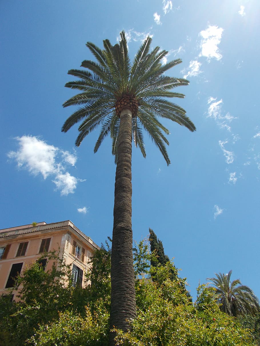 palm, tree, mediterranean, sky, palm leaves, palm Tree, blue HD wallpaper