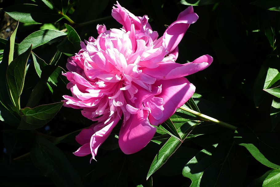 flower, peony, pink, spring, macro, flowering plant, petal HD wallpaper