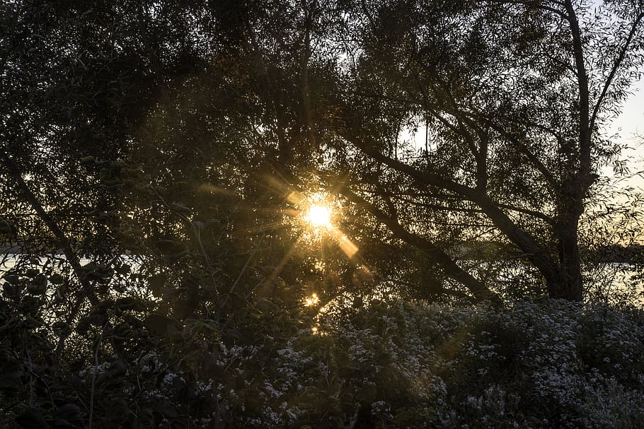 sunlight, tree, leaves, branches, nature, outdoors, sunset HD wallpaper