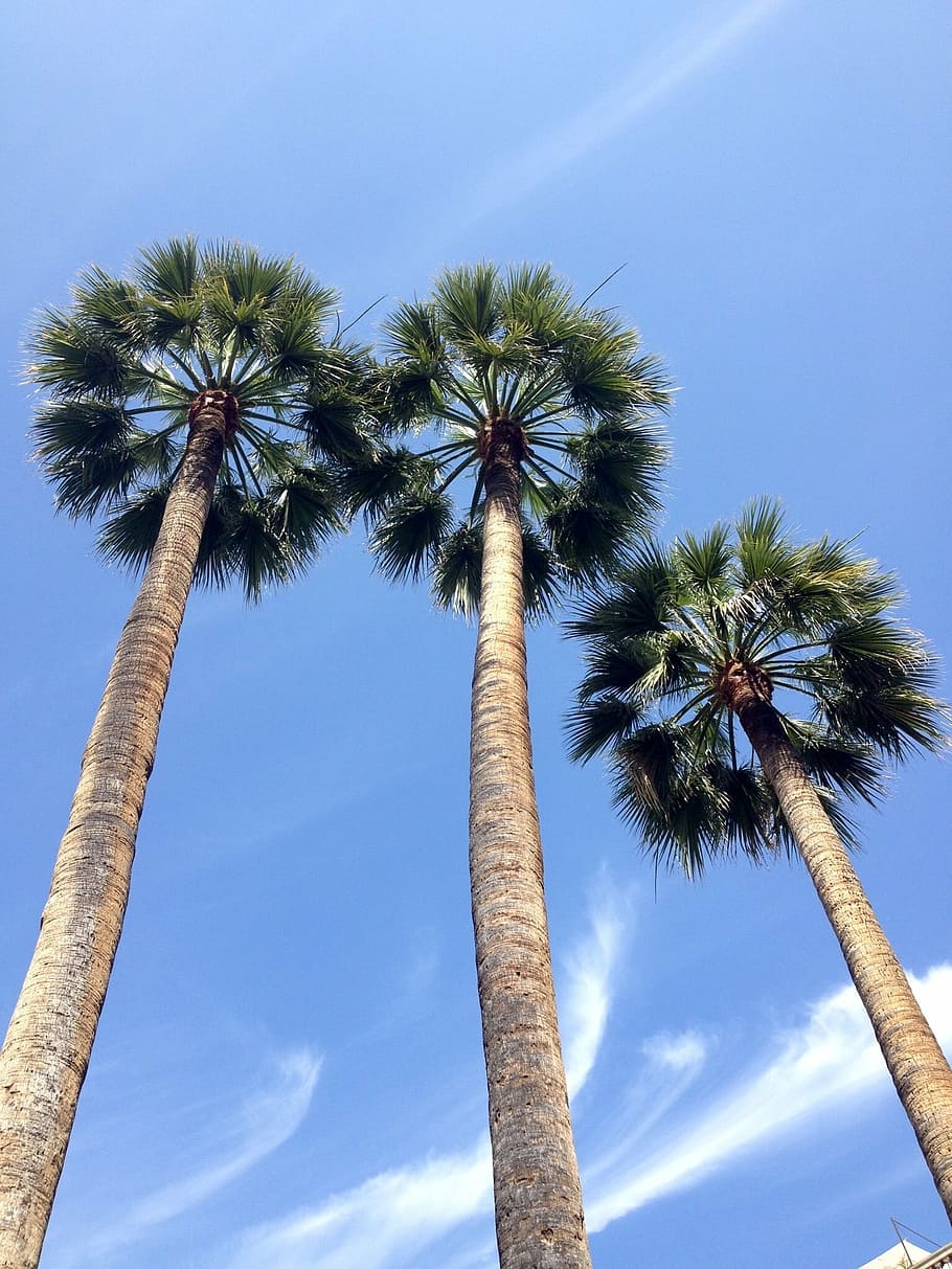 palm trees, blue sky, clouds, tall - high, tropical climate HD wallpaper