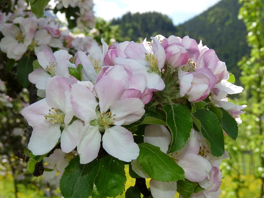 Tree, Bloom, Apple Blossom, spring, flower, pink color, rose - flower HD wallpaper