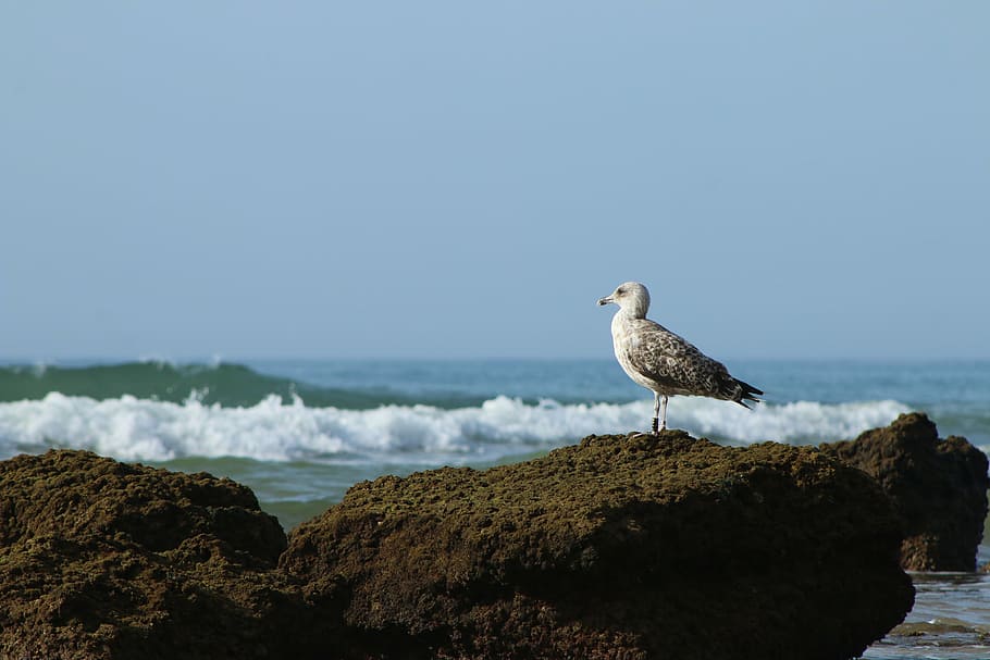 vigilant, tranquility, mar, litoral, salt water, ocean, beira mar HD wallpaper