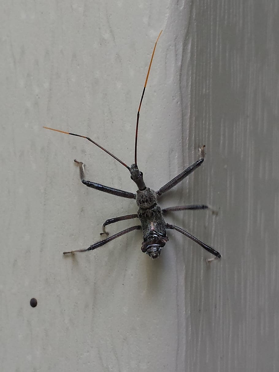 insect, thorax, antenna, one animal, wall - building feature HD wallpaper