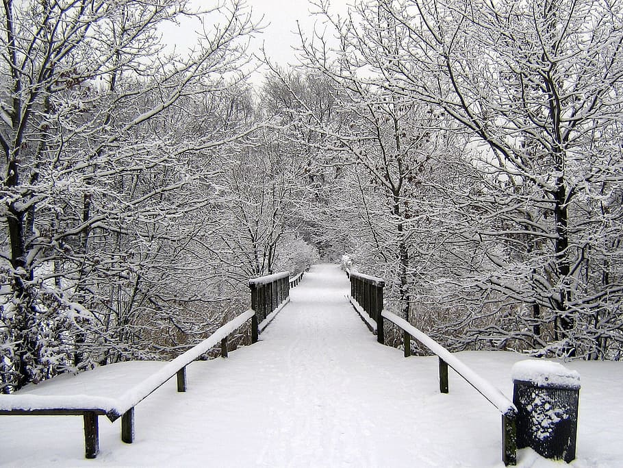 winter, snow, wintry, winter dream, snowy, winter forest, cold temperature HD wallpaper