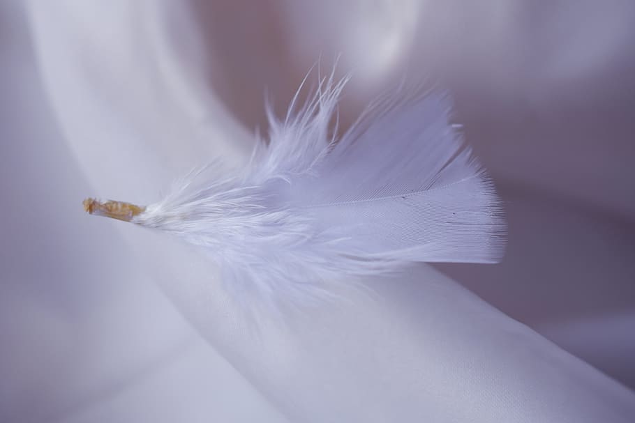 Public Domain. white feather, pen, white background, softness, fragility, v...
