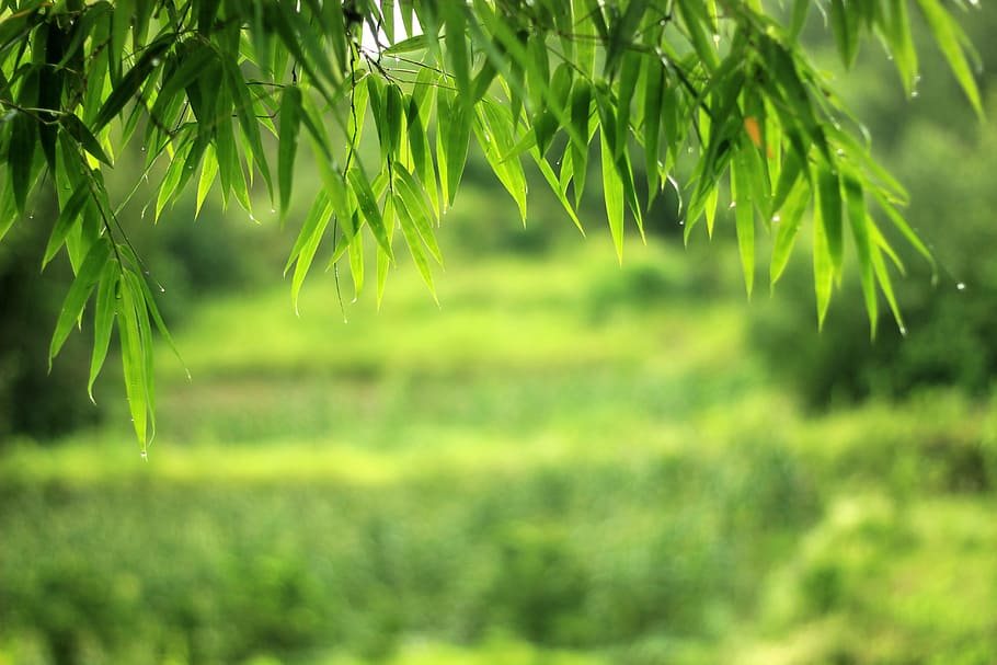 green bamboo plant, Scenery, Wallpaper, the scenery, nature HD wallpaper