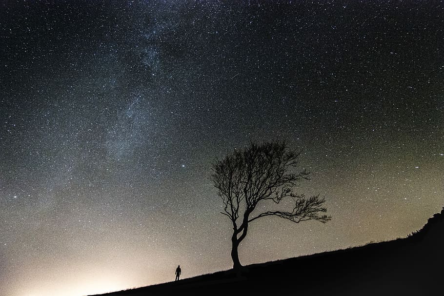 silhouette of person standing along bare tree during nighttime, silhouette photo of person standing near tree HD wallpaper
